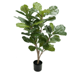 Fiolinfiken 90cm
