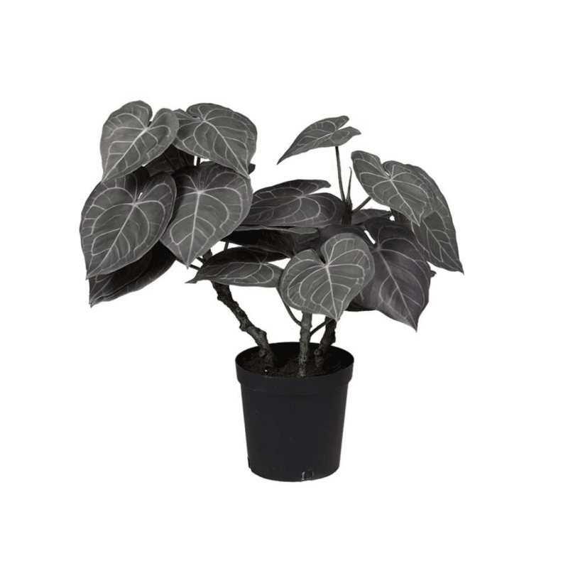 Anthurium H65cm