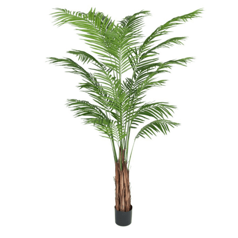 Areca Palme 210cm