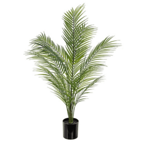 Neanthe Bella Palme