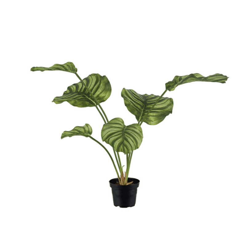 Calathea