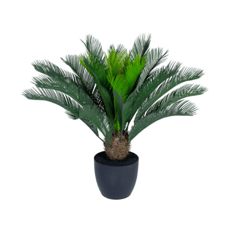 Cycas Palme