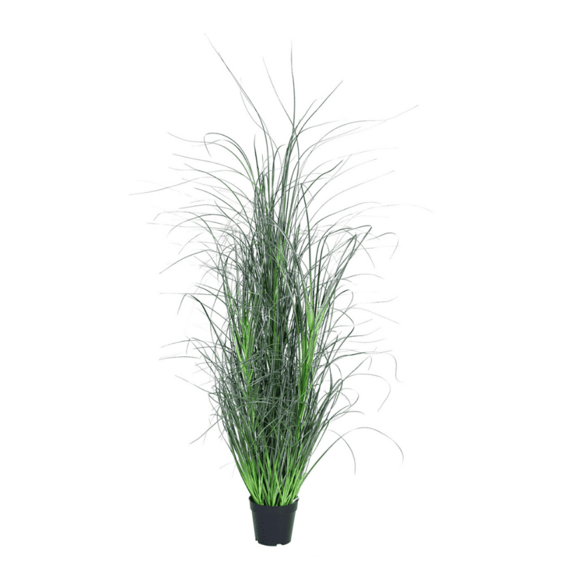 Gress Miscanthus 150cm