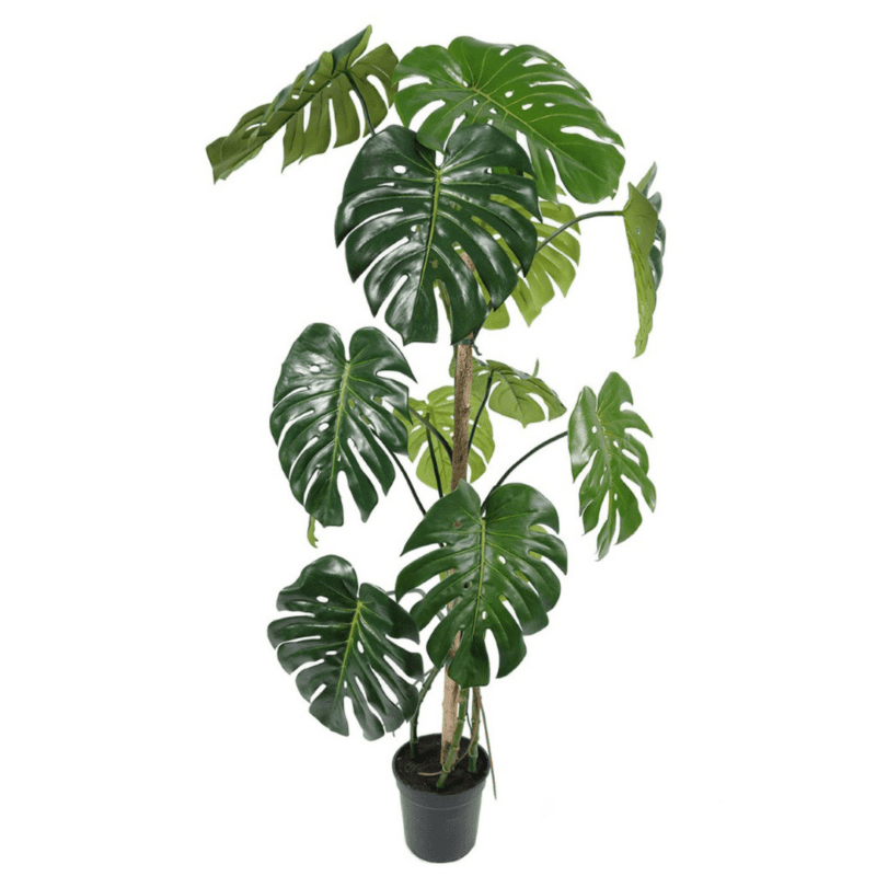 Monstera 150cm