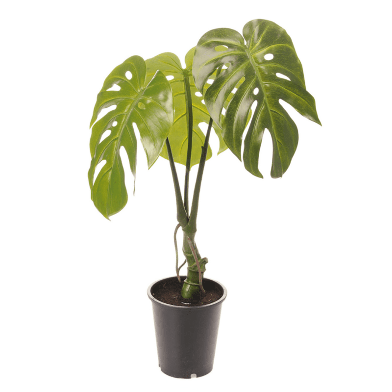 Monstera 70cm