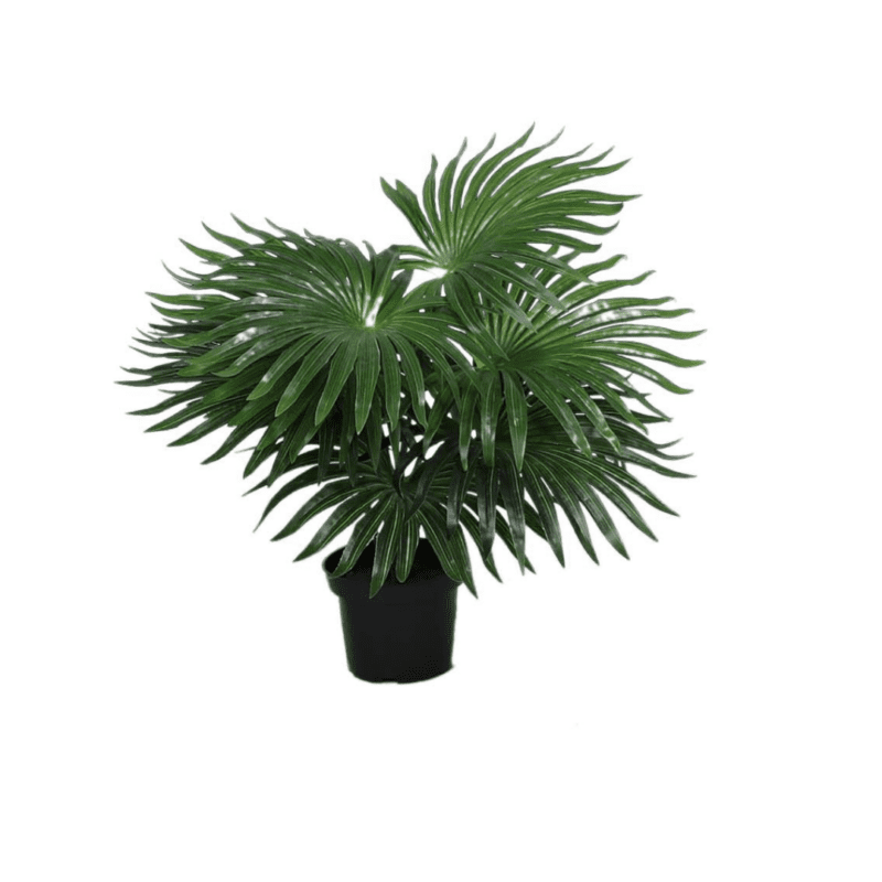 Palme H35cm