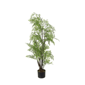 Adiantum 110cm