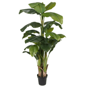 Bananplante 240cm