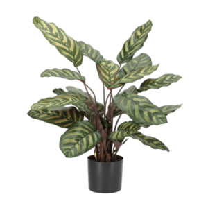 Calathea 58cm