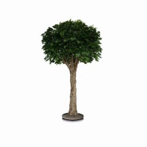 Korkeik 380cm, med ekte stamme