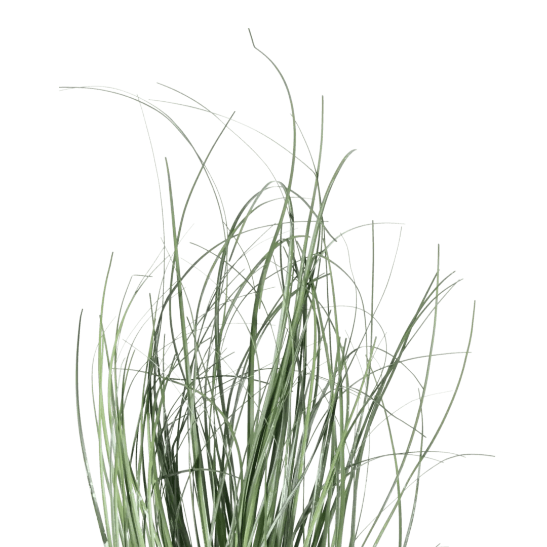 Gress 60cm - Bilde 2