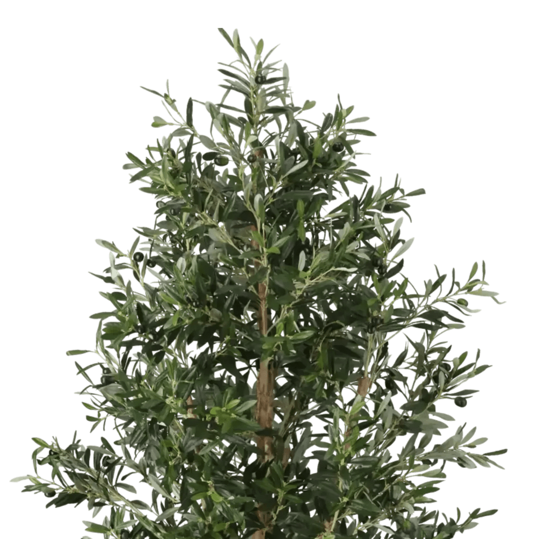 Oliventre 175cm - Bilde 2