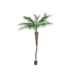 Palme 210cm