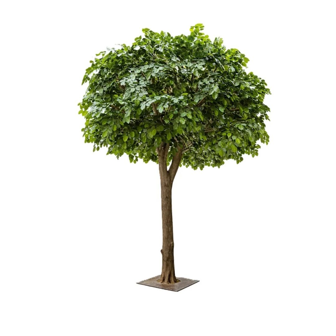 Bøketre 375cm, med ekte stamme